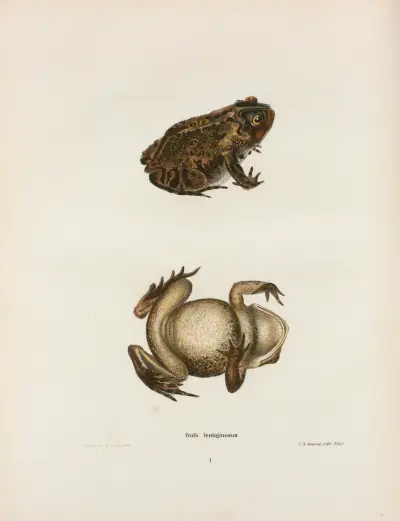 Bufo lentiginosus av John Edwards Holbrook