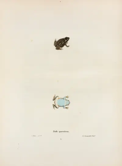 Bufo quercicus av John Edwards Holbrook
