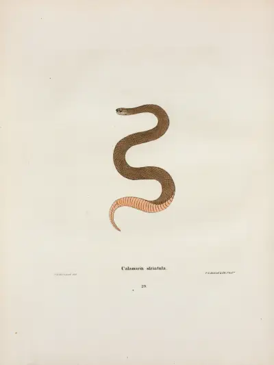 Calamaria elapsoidea. av John Edwards Holbrook