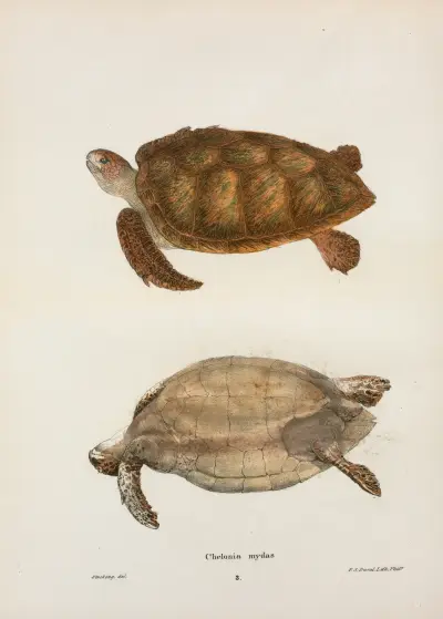 Chelonia mydas. av John Edwards Holbrook