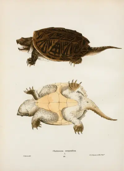 Chelonura serpentina. av John Edwards Holbrook