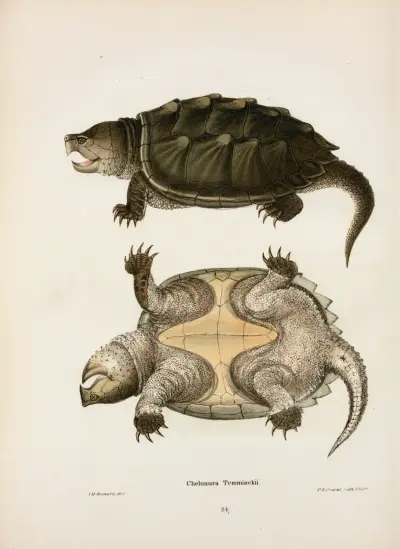 Chelonura Temminckii. av John Edwards Holbrook