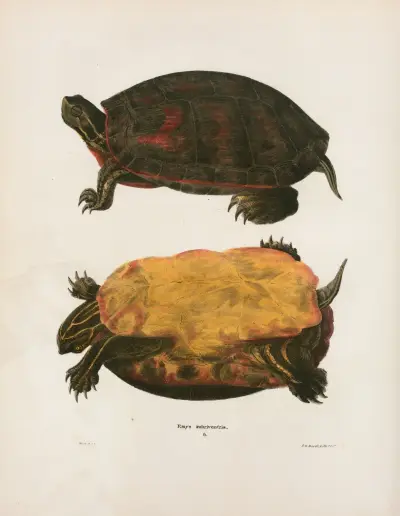 Cistuda Carolina. av John Edwards Holbrook