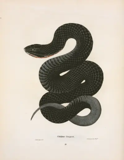 Coluber Couperi. av John Edwards Holbrook