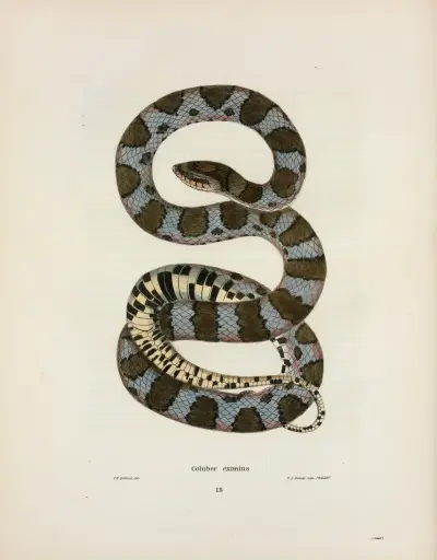 Coluber eximius. av John Edwards Holbrook