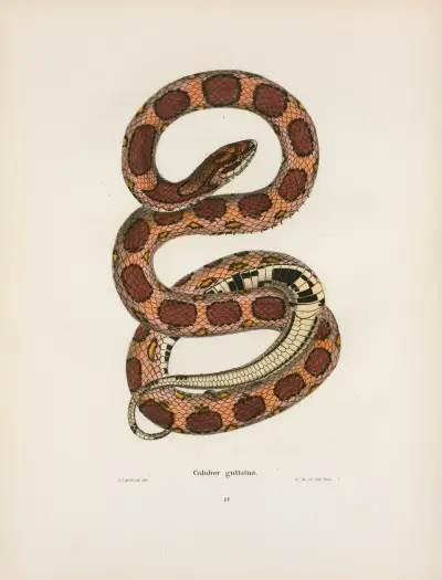 Coluber guttatus. av John Edwards Holbrook