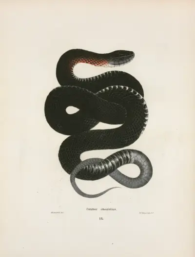 Coluber obsoletus., John Edwards Holbrook