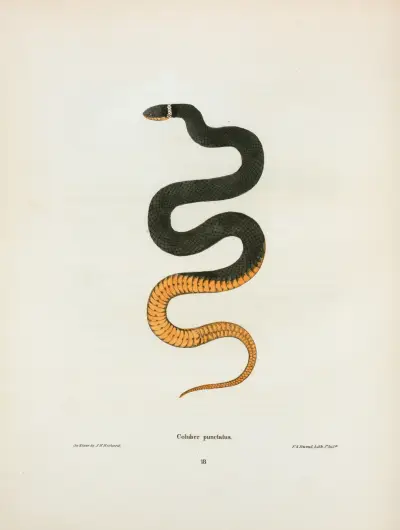 Coluber punctatus. av John Edwards Holbrook