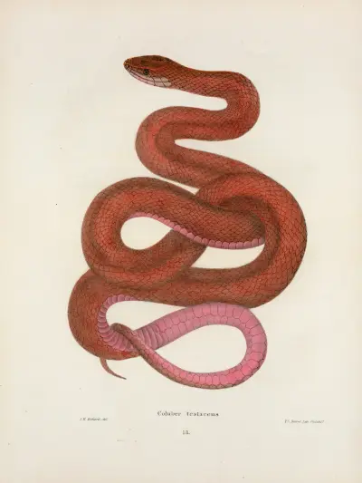 Coluber testaceus. av John Edwards Holbrook