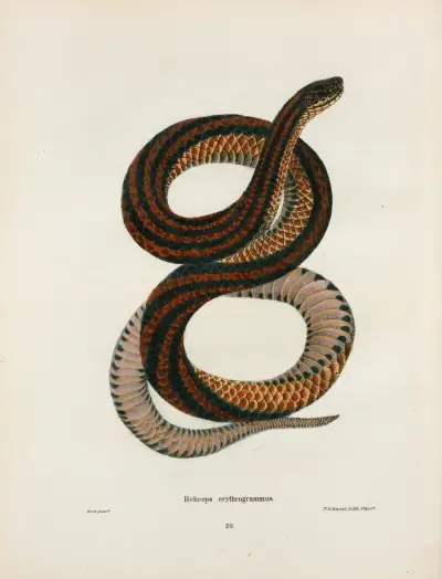 Coronella doliata. av John Edwards Holbrook