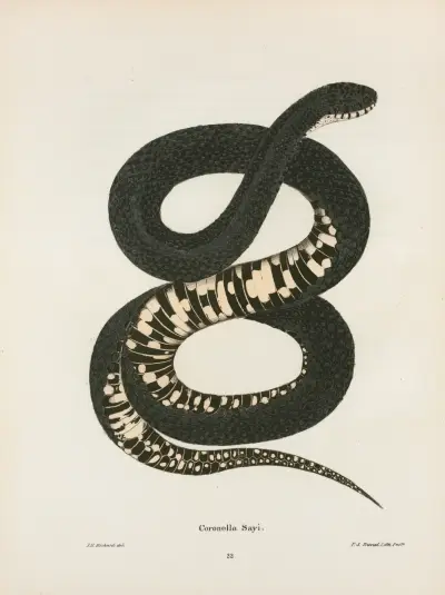 Coronella getula. av John Edwards Holbrook