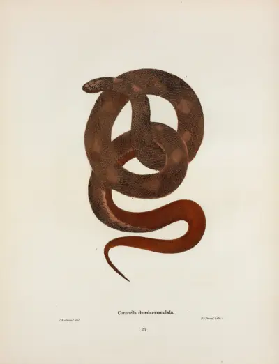 Coronella Sayi. av John Edwards Holbrook