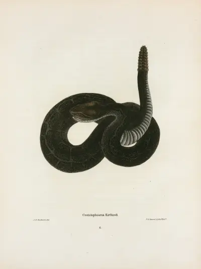 Crotalophorus Kirtlandi. av John Edwards Holbrook