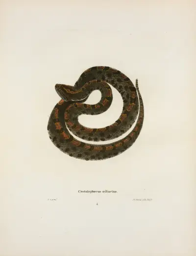 Crotalophorus miliarius. av John Edwards Holbrook