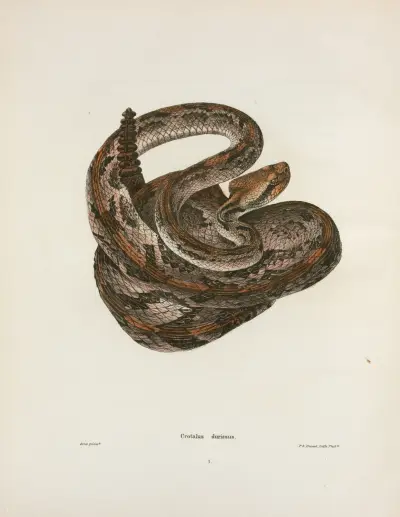 Crotalus durissus. av John Edwards Holbrook