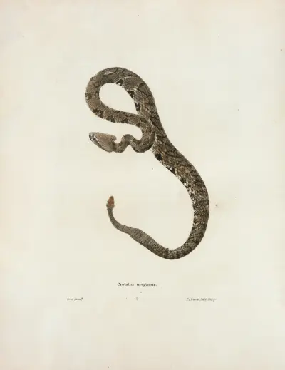 Crotalus oregonus. av John Edwards Holbrook