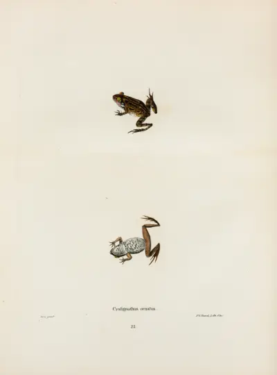 Cystignathus ornatus av John Edwards Holbrook