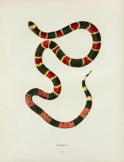 Elaps fulvius. av John Edwards Holbrook