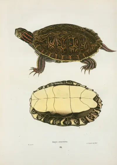 Emys concinna. av John Edwards Holbrook