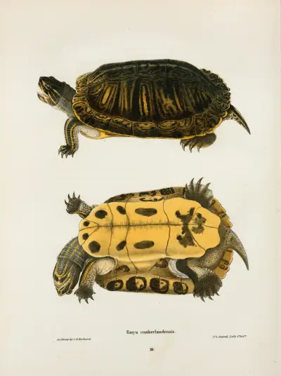 Emys Cumberlandensis. av John Edwards Holbrook