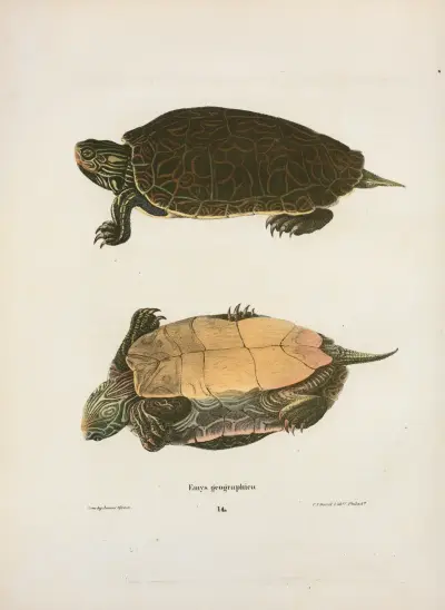 Emys georgaphica. av John Edwards Holbrook