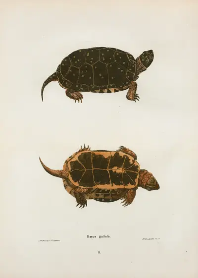 Emys guttata. av John Edwards Holbrook