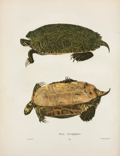 Emys hieroglyphica. av John Edwards Holbrook