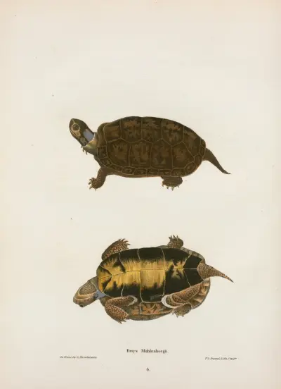 Emys Mobilensis. av John Edwards Holbrook