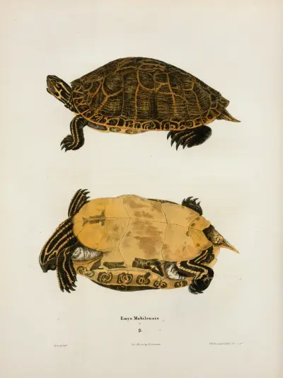 Emys Muhlenbergii. av John Edwards Holbrook