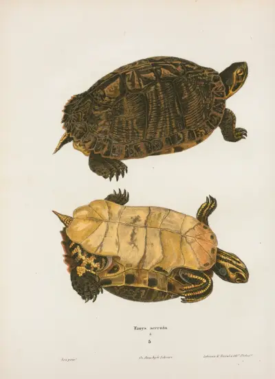 Emys picta. av John Edwards Holbrook