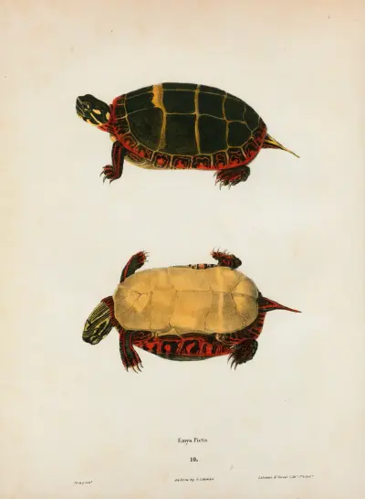 Emys serrata. av John Edwards Holbrook