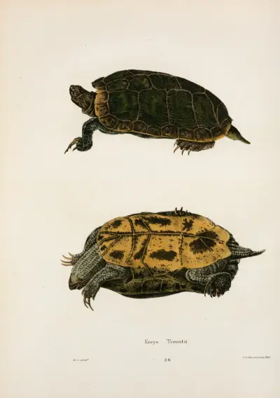 Emys Troostii. av John Edwards Holbrook
