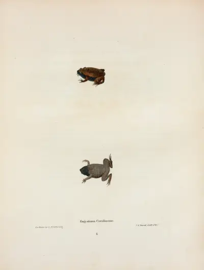 Engystoma Carolinense av John Edwards Holbrook