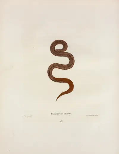 Helicops abacurus von John Edwards Holbrook