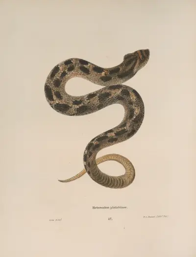 Heterodon platirhinos 2 av John Edwards Holbrook