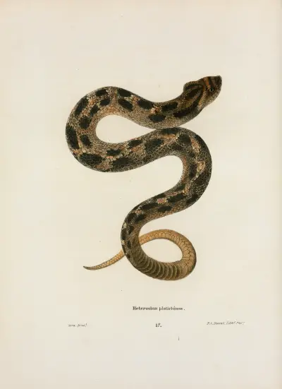 Heterodon platirhinos av John Edwards Holbrook