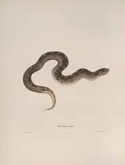 Heterodon simus von John Edwards Holbrook