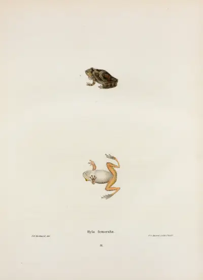 Hyla femoralis av John Edwards Holbrook