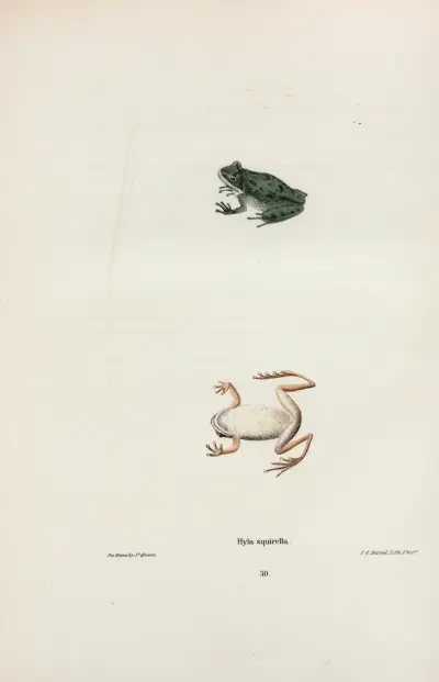 Hyla squirella av John Edwards Holbrook