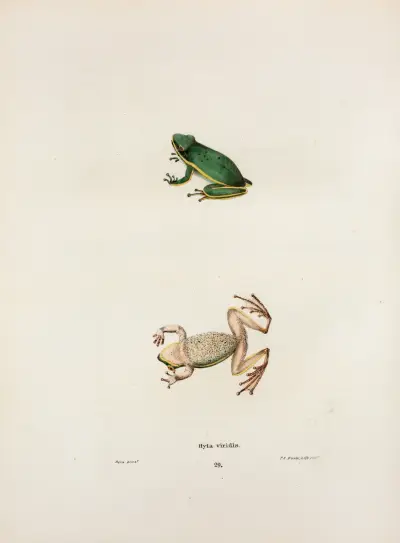 Hyla viridis av John Edwards Holbrook