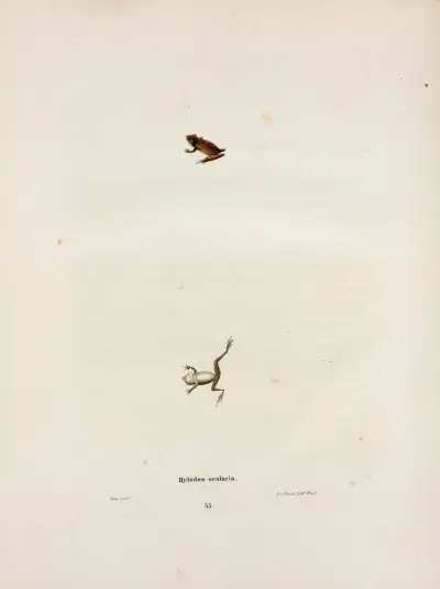 Hylodes ocularis von John Edwards Holbrook