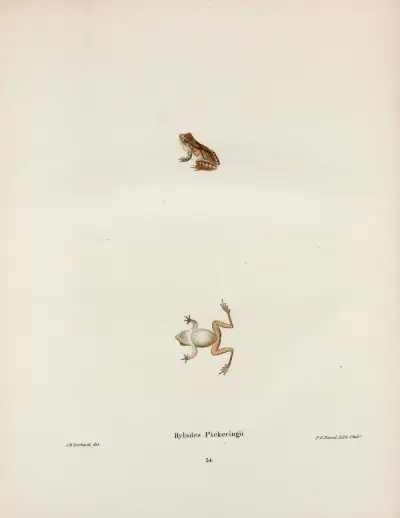 Hylodes Pickeringii av John Edwards Holbrook