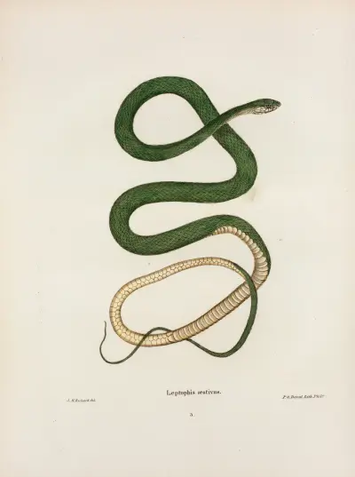 Leptophis oestivus. av John Edwards Holbrook