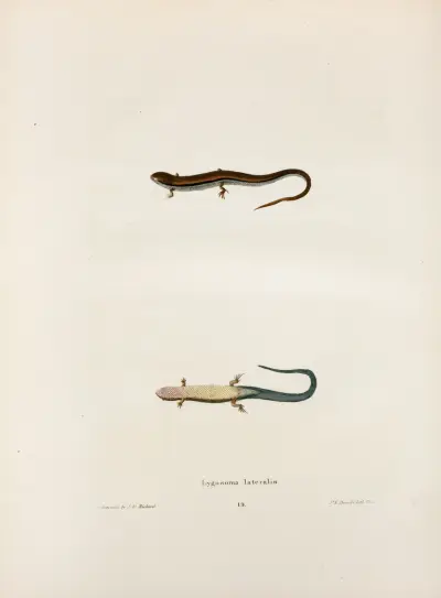Lygosoma lateralis. av John Edwards Holbrook