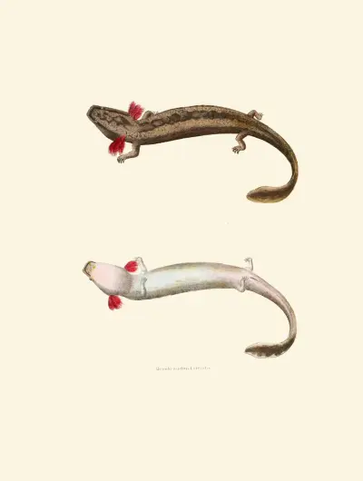 Menobranchus lateralis av John Edwards Holbrook