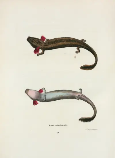 Menobranchus lateralis av John Edwards Holbrook