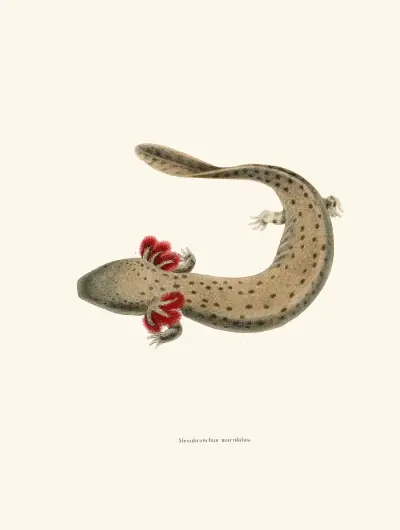 Menobranchus maculatus av John Edwards Holbrook