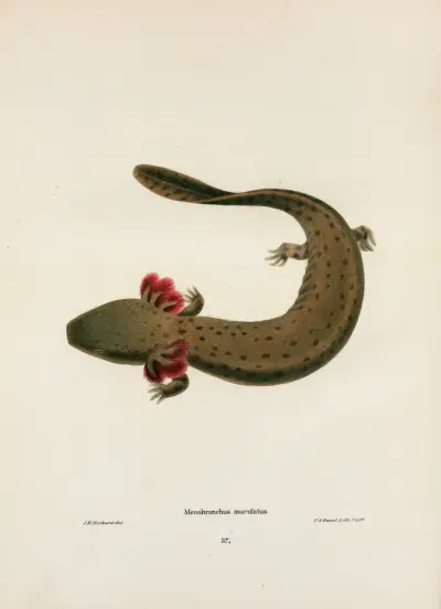 Menobranchus maculatus av John Edwards Holbrook