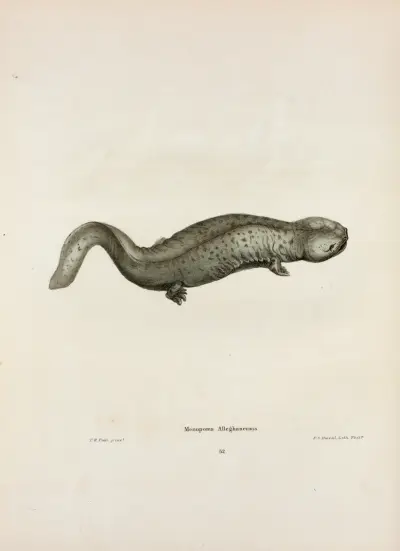 Menopoma Alleghaniensis von John Edwards Holbrook