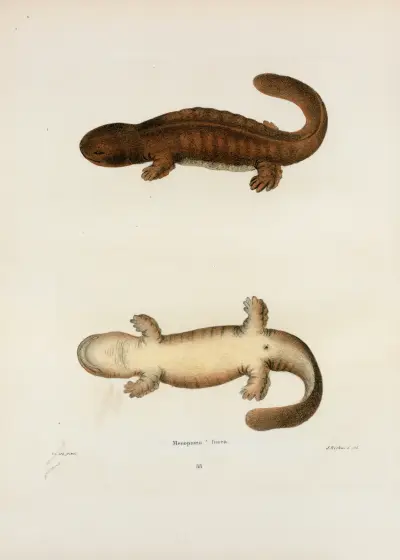 Menopoma fusca av John Edwards Holbrook